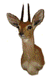 Steenbuck