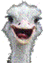Ostrich