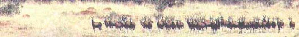 Imphofu, HUnting Safaris South Africa