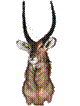 Waterbuck