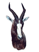 Blesbuck