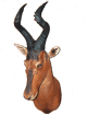 Red Hartebeest