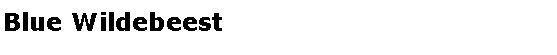 Text Box: Blue Wildebeest