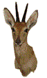 Duiker