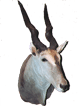 Eland