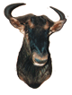Blue Wildebeest