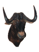 Black wildebeest