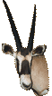 Gemsbuck