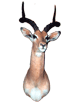 Impala