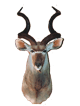 Kudu