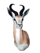Springbuck