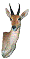 Mountain Reedbuck
