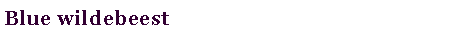 Text Box: Blue wildebeest