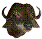 Buffalo